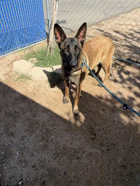 Serena Rescue Only - Belgian Shepherd Malinois