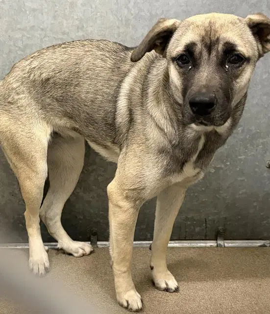 Unknown - Anatolian Shepherd