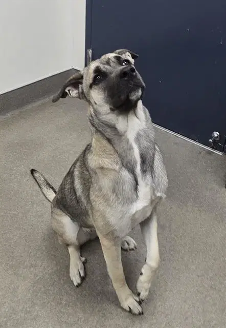 Unknown - Anatolian Shepherd