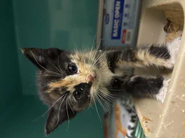 Lady Baby Beans - Domestic Short Hair