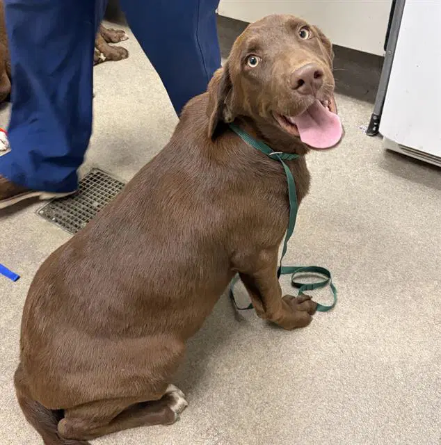 Unknown - Labrador Retriever