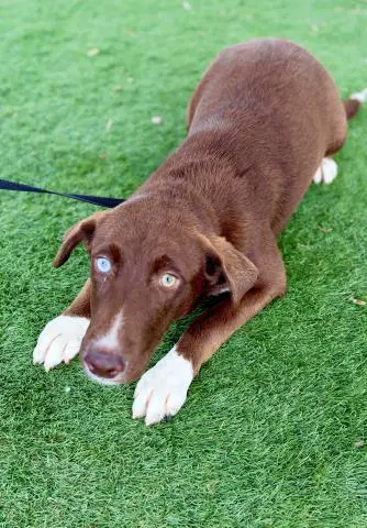 Unknown - Labrador Retriever