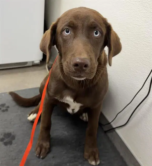Unknown - Labrador Retriever