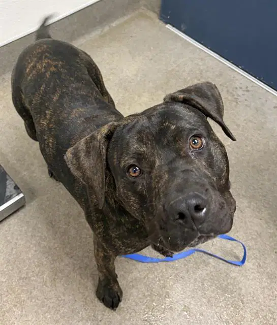 Unknown - Pit Bull Terrier