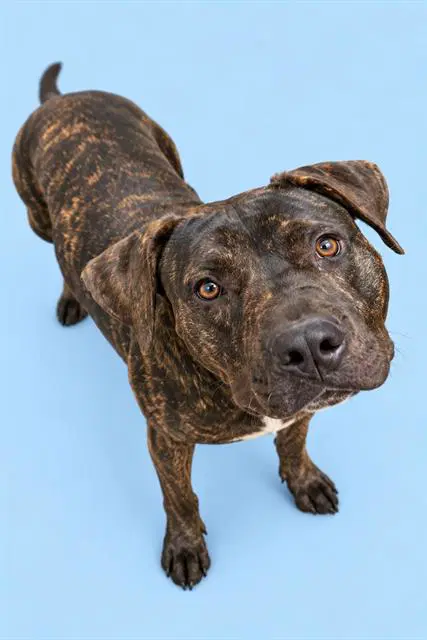 Unknown - Pit Bull Terrier