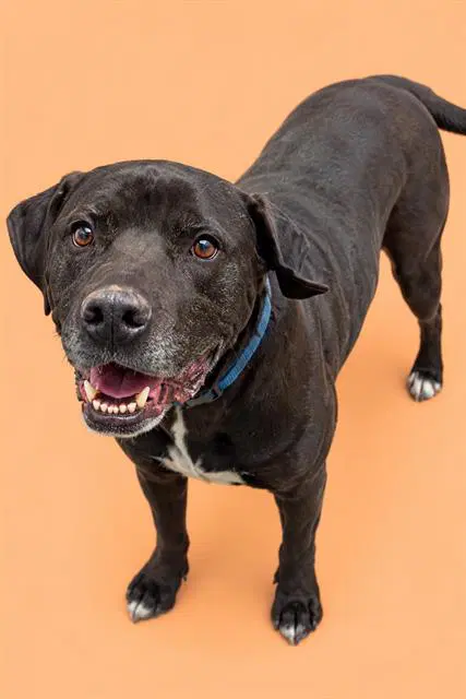 Castle - Labrador Retriever