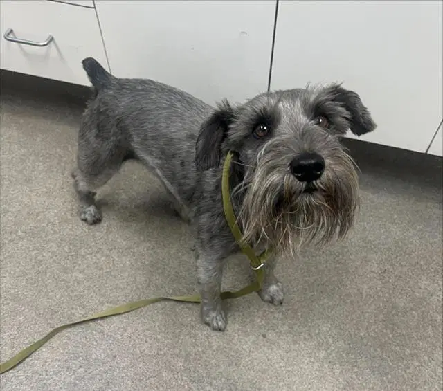 Unknown - Miniature Schnauzer