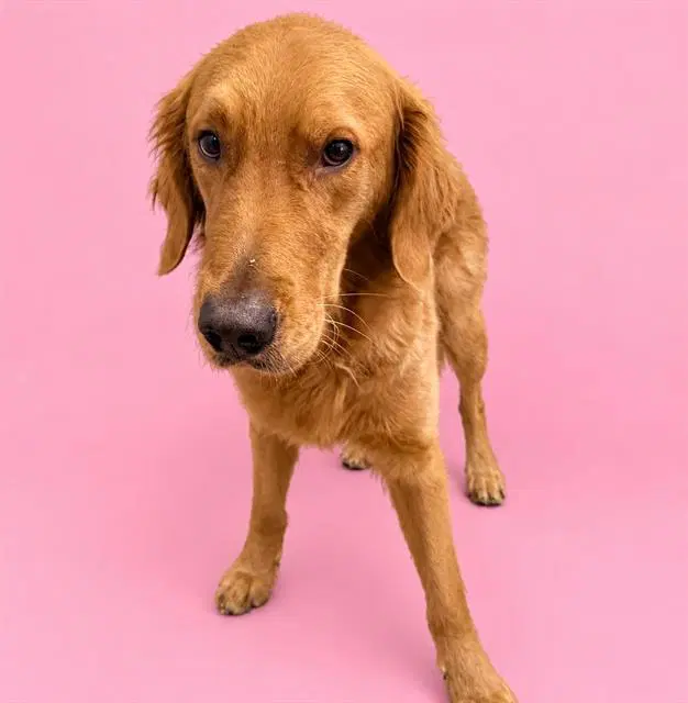 Unknown - Golden Retriever