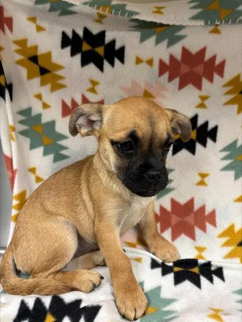 Unknown - Pug