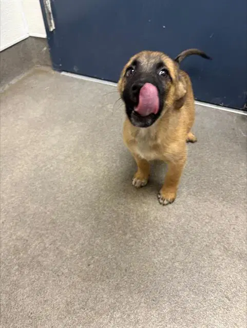Unknown - German Shepherd Dog