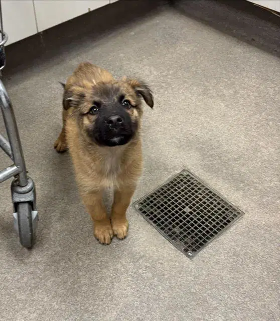 Unknown - German Shepherd Dog