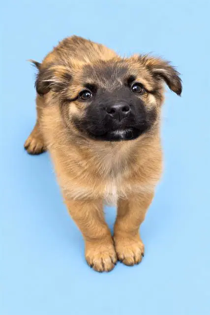 Unknown - German Shepherd Dog