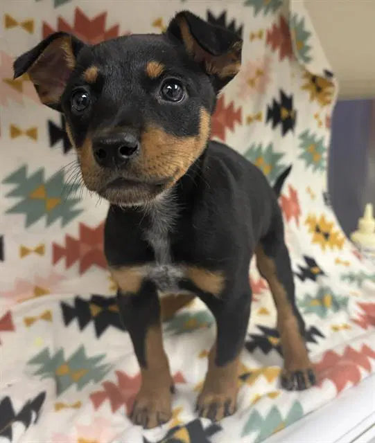 Unknown - Miniature Pinscher