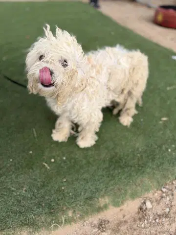 Unknown - Maltese