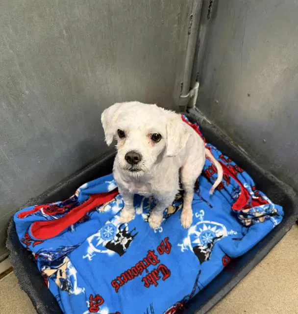 Unknown - Maltese