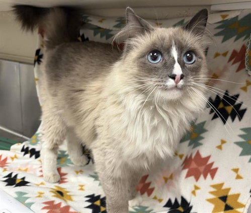 Tinker Bell, Domestic Medium Hair (medium coat)