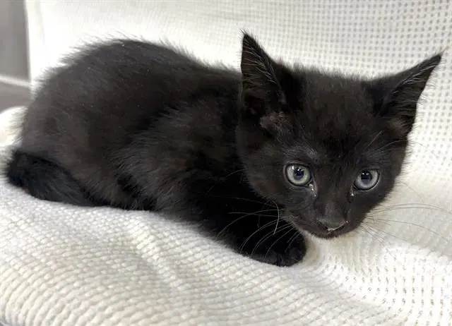 Luke Skywalker - Domestic Short Hair