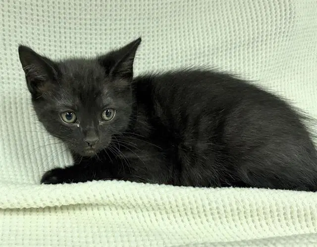 Han Solo - Domestic Short Hair