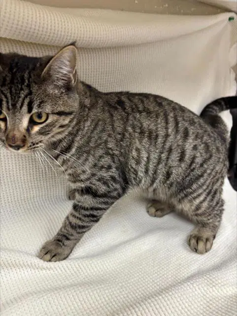 Conner - Domestic Short Hair