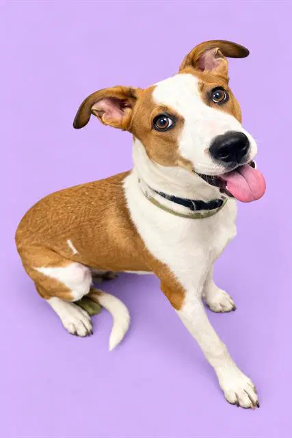 Lotus - Staffordshire Bull Terrier