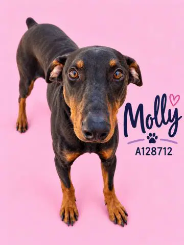 Molly - Doberman Pinscher