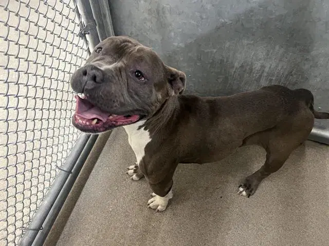 Buddy - Pit Bull Terrier