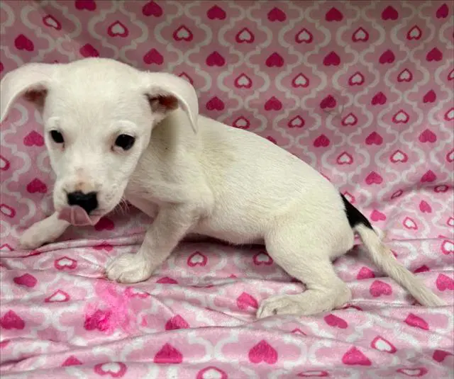 Unknown - Pit Bull Terrier