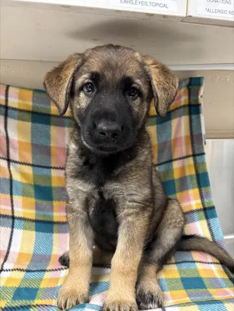 Max - German Shepherd Dog