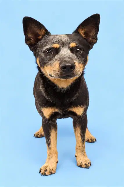 Chester - Queensland Heeler