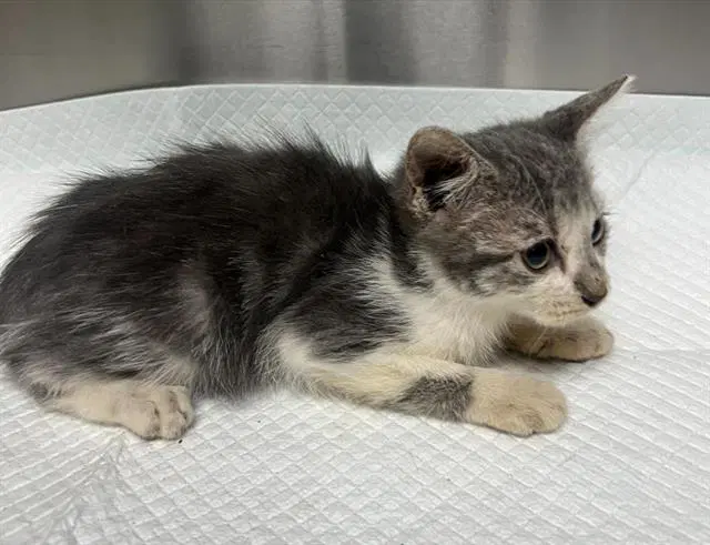 Unknown - Domestic Short Hair