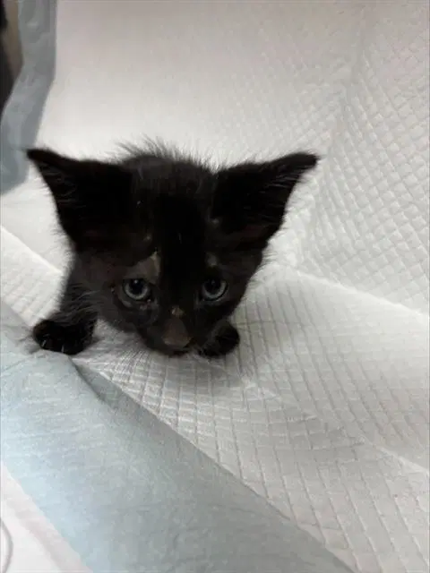 Unknown - Domestic Short Hair