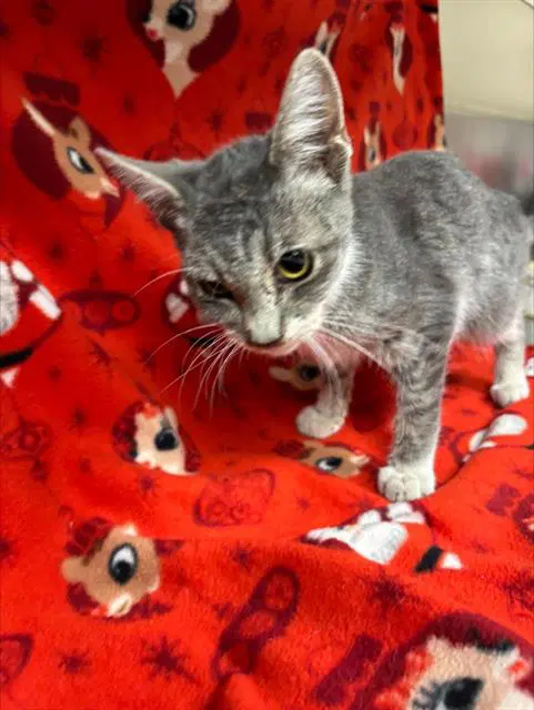 Unknown - Domestic Short Hair