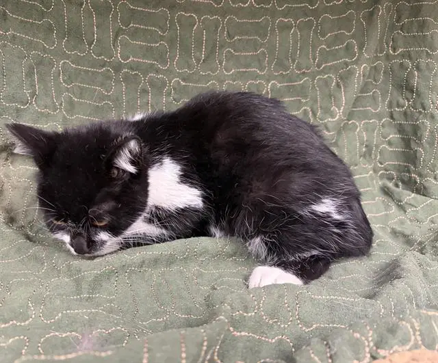Unknown - Domestic Short Hair