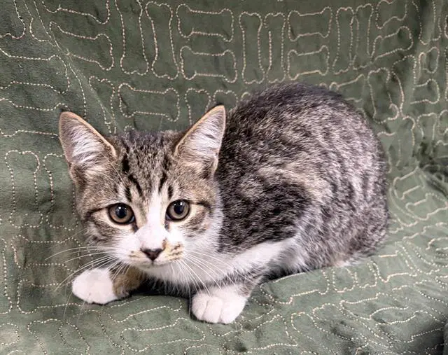 Latte - Domestic Short Hair