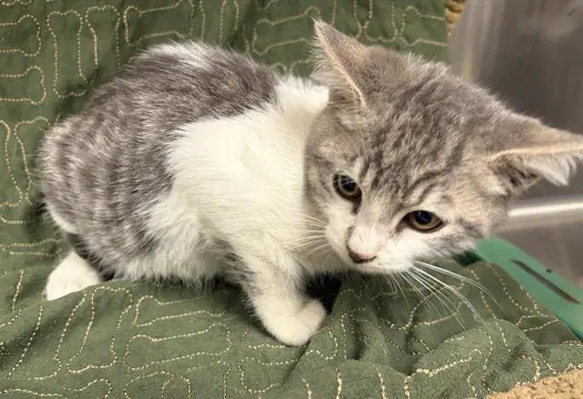 Unknown - Domestic Short Hair