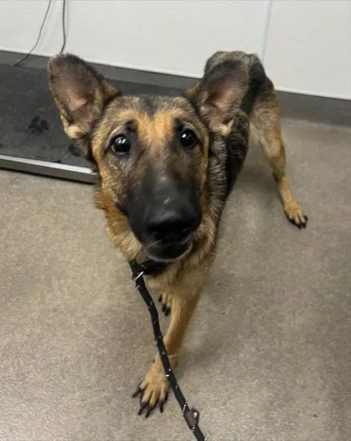 Mufasa - German Shepherd Dog