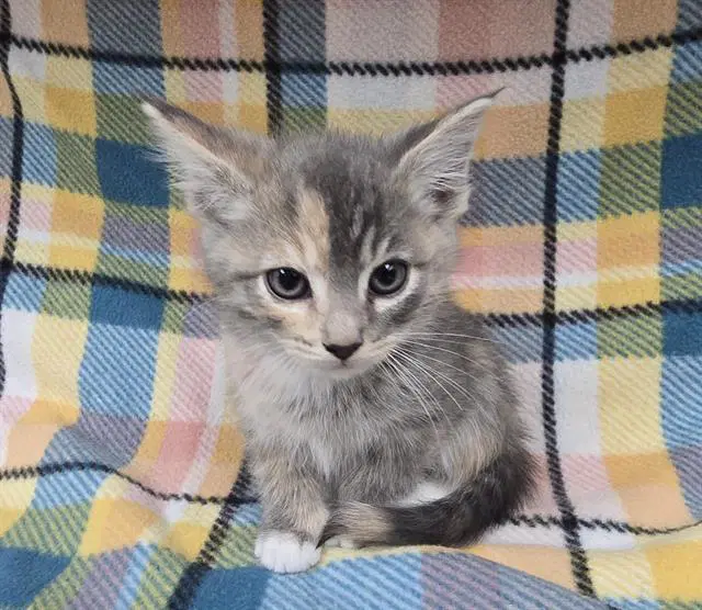 Luna - Domestic Short Hair