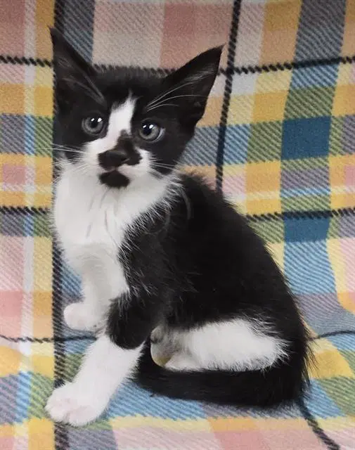 Cosmo - Domestic Short Hair