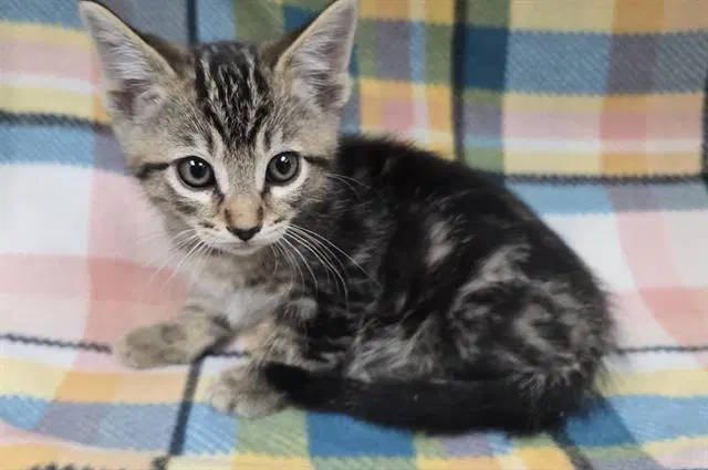 Pluto - Domestic Short Hair