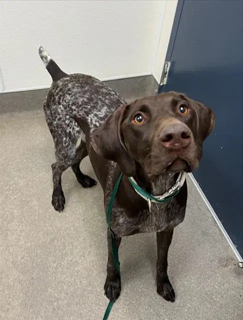 Buddy - German Shorthaired Pointer