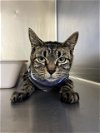 adoptable Cat in san andreas, CA named *PIXIE