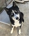adoptable Dog in san andreas, CA named *BLACK JACK