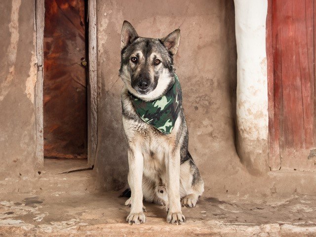 adoptable Dog in San Andreas, CA named PANCHO
