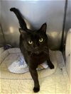 adoptable Cat in san andreas, CA named *QUINCY