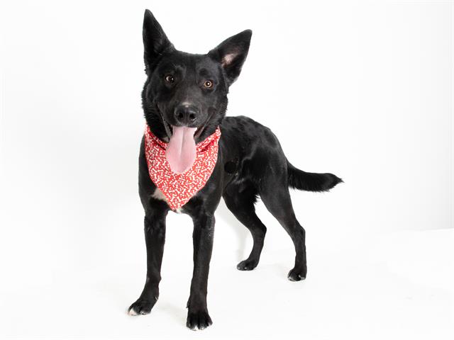 adoptable Dog in San Andreas, CA named *DOMINO