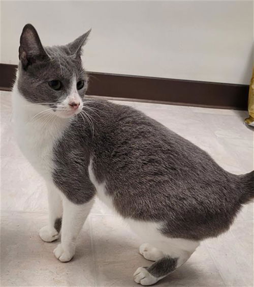 picture of the cat needing adoption