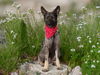 adoptable Dog in  named *ASTRID