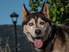 adoptable Dog in  named *CHASE