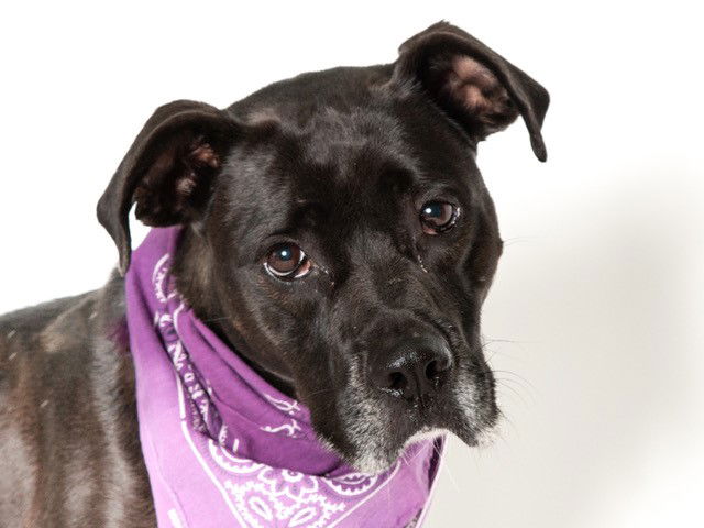 adoptable Dog in San Andreas, CA named PEPPER