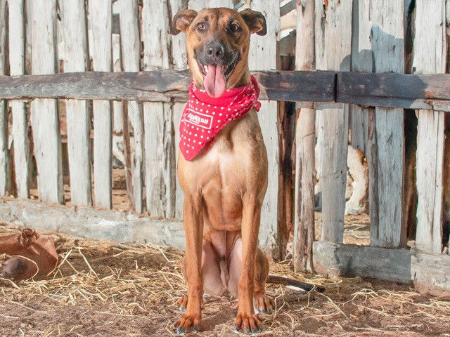adoptable Dog in San Andreas, CA named COWBOY